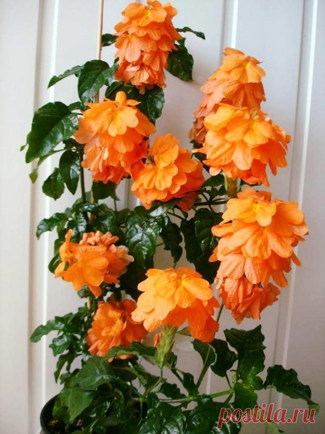 Кроссандра. Правда, красиво?