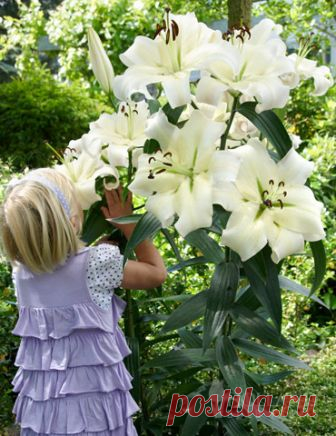 Pretty Woman Orienpet Lily Elegant, graceful, and chic are all words that can be used to describe the Pretty Woman Orienpet Lily. Large white (up to) 8