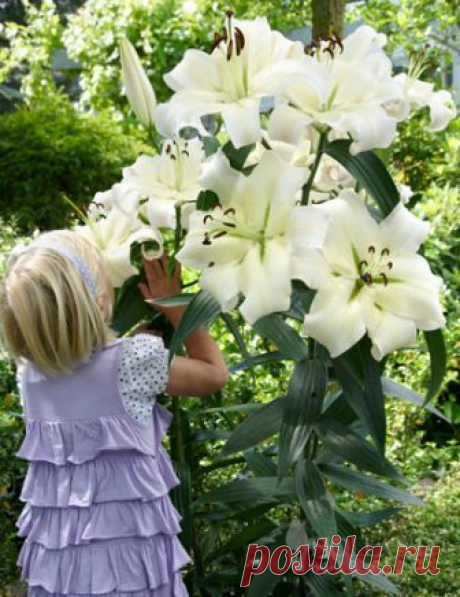Pretty Woman Orienpet Lily Elegant, graceful, and chic are all words that can be used to describe the Pretty Woman Orienpet Lily. Large white (up to) 8" diameter blooms will adorn this statuesque, sweetly fragrant tree lily, that has strong stems that do not require staking....
