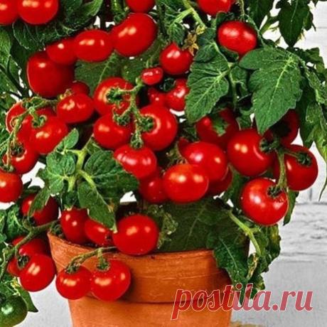 Томат комнатный гном СЕМЕНА 10 ШТ


Сорт детерминантный, низкорослый, сам прекращает расти, достигнув 50-60 см. Нештамбовый, среднеоблиственный, листья обычные. Плоды созревают через 85-110 дней после того, как появятся всходы. Помидоры средние, ближе к мелким, массой по 50-60 г. Имеют округлую форму, в стадии зрелости – красный цвет. У них насыщенный помидорный вкус. Кожица не склонна к растрескиванию. многолетники на весну

С 1 кв. м. участка собирают 5,5-6 кг плодов. платочная вязка