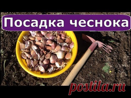 341. СУПЕР СПОСОБ ПОСАДКИ ЧЕСНОКА под зиму.