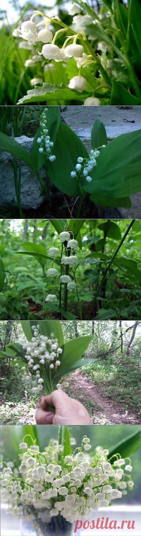 Как посадить и вырастить ландыши в своем саду | Надежда