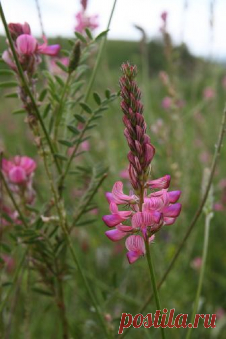 Onobrychis arenaria - Изображение растения - Плантариум