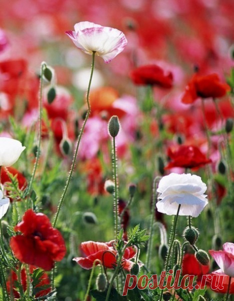 ВОЛШЕБНЫЕ СЛОВА – ~~ВСЯКИЕ ПОЛЕЗНОСТИ ДЛЯ ТЕБЯ!, пользователь Катя *** | Группы Мой Мир