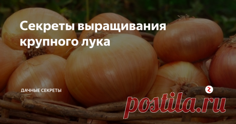 Секреты выращивания крупного лука   Каждый огородник сажает лук на своем участке. Однако не каждый получает крупный и здоровый лук. Очень часто лук вырастет мелким и  вскоре начинает гнить. Для того, чтобы получить крупный и здоровый лук нужно соблюдать несколько правил при выращивании лука.   
