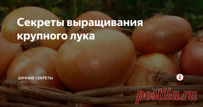Секреты выращивания крупного лука   Каждый огородник сажает лук на своем участке. Однако не каждый получает крупный и здоровый лук. Очень часто лук вырастет мелким и  вскоре начинает гнить. Для того, чтобы получить крупный и здоровый лук нужно соблюдать несколько правил при выращивании лука.   
