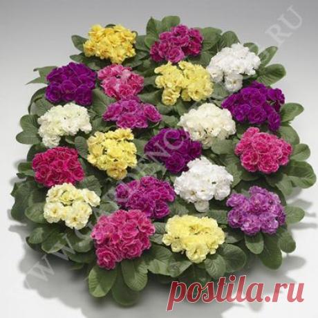 Примула махровая Палома Смесь окрасок