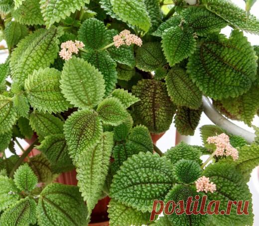 Пилея — разнообразие видов