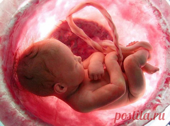 Уникальные фотографии: жизнь девочки до рождения