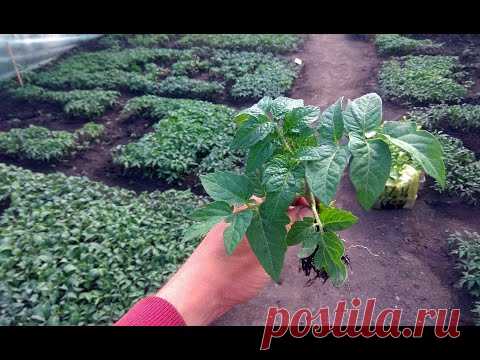 РАССАДА ТОМАТОВ НЕ БУДЕТ ЖЕЛТЕТЬ ПОСЛЕ ВЫСАДКИ В ОГОРОД. ЗАКАЛИВАНИЕ.