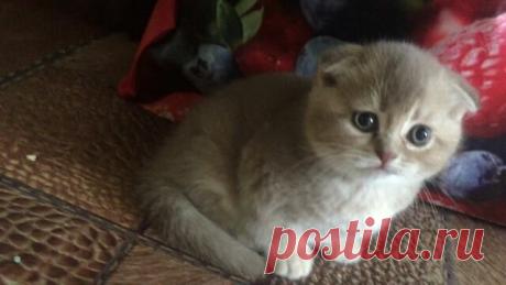 (95) Владимир Колесников