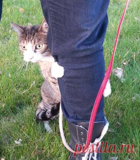 Кошки ,которые очень редко выходят из дома / Питомцы