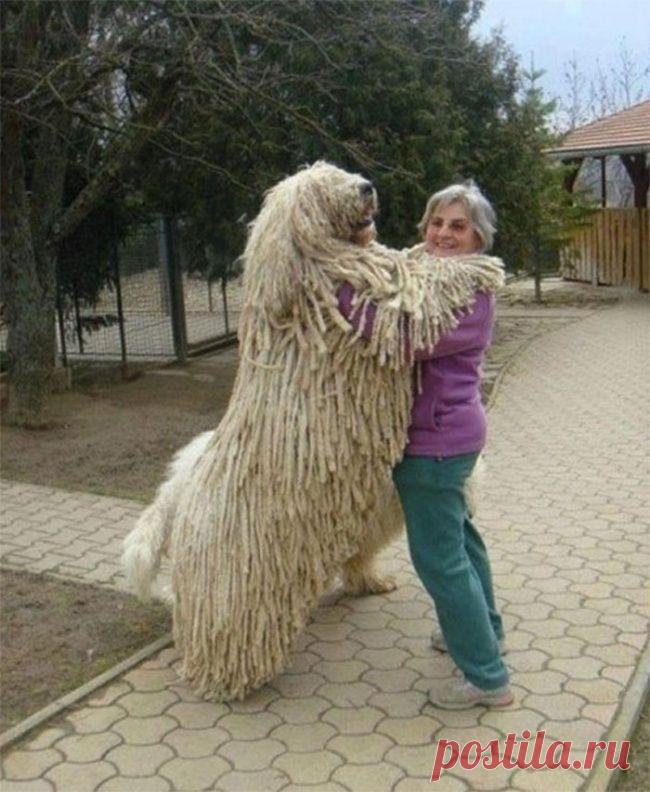 Вот это великан лохматый)