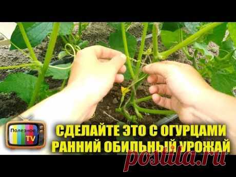 СДЕЛАЙТЕ ЭТО С ОГУРЦАМИ ПОЛУЧИТЕ РАННИЙ ОБИЛЬНЫЙ УРОЖАЙ