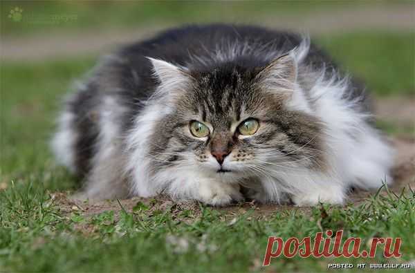Кошки и котята (34 фото)