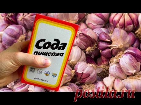 Успейте Дать Чесноку При Посадке СОДУ И Будете Собирать Урожай Тоннами! Осенняя Посадка Чеснока! - YouTube Успейте Дать Чесноку При Посадке СОДУ И Будете Собирать Урожай Тоннами! Осенняя Посадка Чеснока!