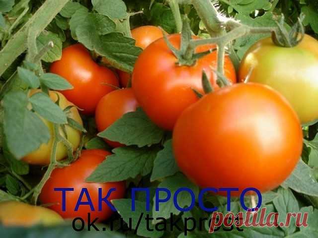 ВЫРАЩИВАНИЕ ПОМИДОР ПО МАСЛОВУ. 
УВЕЛИЧЕНИЕ УРОЖАЯ В 8 РАЗ!

Наблюдая в течение многих лет за развитием томатных растений, я пришел к выводу, что для того, чтобы обеспечить налив большого количества плодов, нужна мощная корневая система.

Увеличить ее я пробовал двумя способами. 
Первый — посадка рассады не вертикально, как это обычно принято, а лежа. В заранее подготовленную борозду укладываю не только корень, но 2/3 стебля, предварительно удалив с этой части листья. Засы...