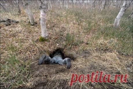 Как выглядит настоящая медвежья берлога изнутри