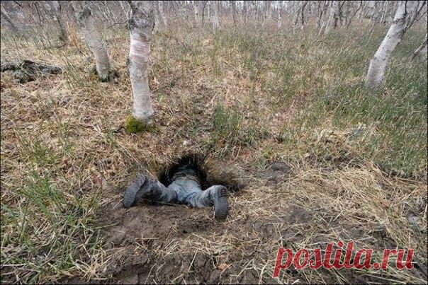 Как выглядит настоящая медвежья берлога изнутри