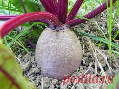 Последняя подкормка для свеклы в этом сезоне для сладких и крупных корнеплодов | Наша Дача | Яндекс Дзен