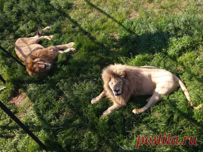 Уникальный парк Львов Тайган в Крыму