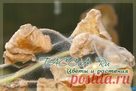 Паутинный клещ на растениях. Меры борьбы. Фото.