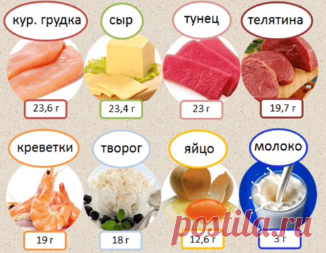 Основные источники белка