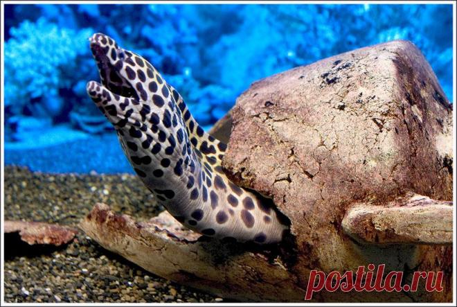 Внимание,мурена!