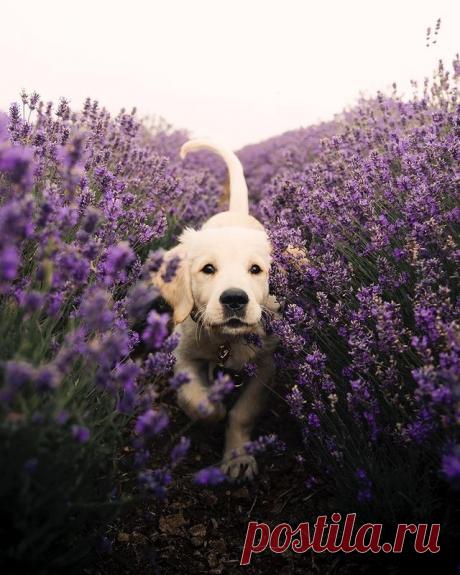 QUOTES AND PICTURES🎬📸 Expawring the flower world  🐾