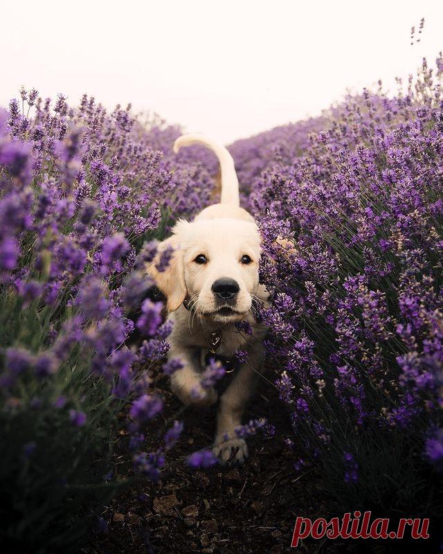 QUOTES AND PICTURES🎬📸 Expawring the flower world  🐾