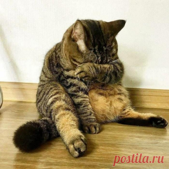 Он сказал, что я толстый...