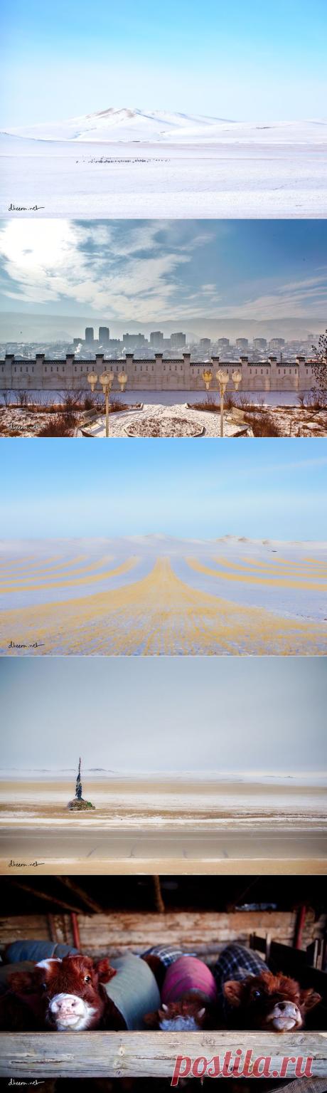 Дикая и дивная Монголия — 2 — Наука и жизнь