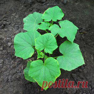 Усадьба | Огородник : Посев семян огурцов в открытый грунт