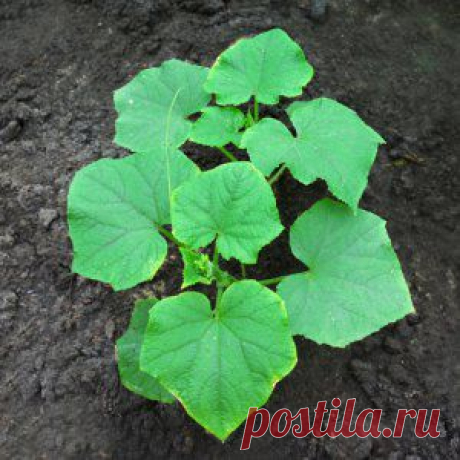 Усадьба | Огородник : Посев семян огурцов в открытый грунт