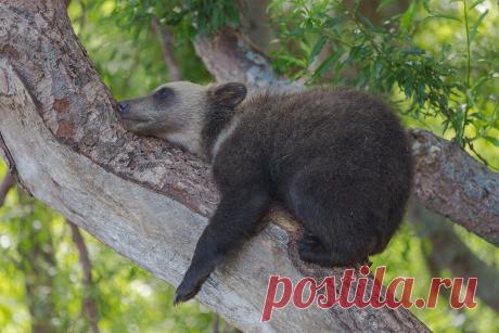 Новые фотографии медвежата.