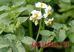 Как повысить УРОЖАЙ КАРТОФЕЛЯ
