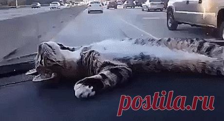 Одноклассники
