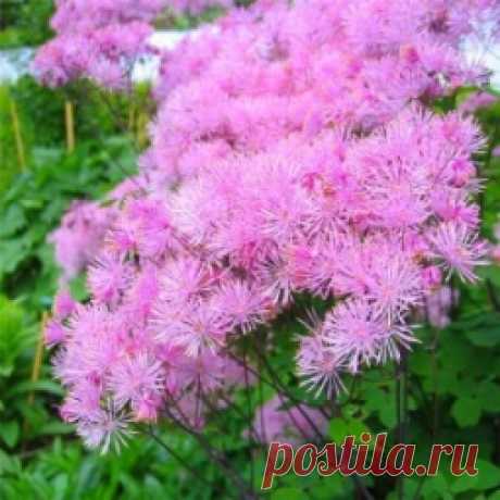 Василистник - Садоводка
