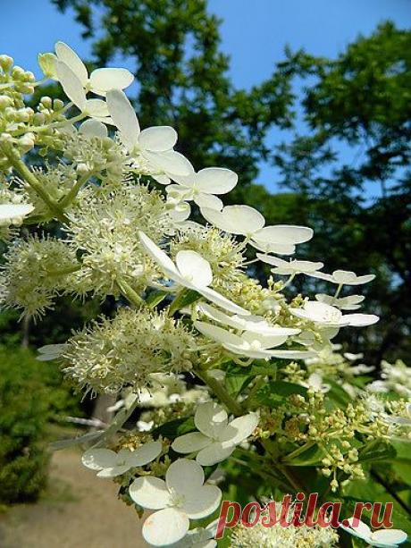 Тараторка — «гортензия » на Яндекс.Фотках