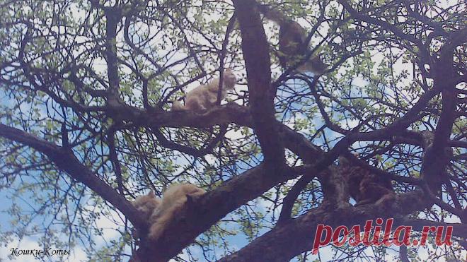 В день птичьего полёта покормите птичек и не гоняйте ворон | 27 апреля 2024 | Сайт «Кошки–Коты» | Автор Нина Стрелкова | Кошачий календарь «Кошки каждый день» | Неофициальный праздник 27 апреля – День птичьего полёта...