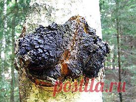 Лекарственные растения / Березовый гриб (чага, трутовик косотрубчатый) — Inonotus obliquus (Pers.) Pil | САМОБРАНОЧКА - сайт для рукодельниц, мастериц