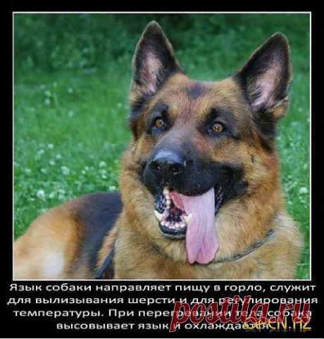 Интересные факты особаках