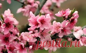 Цветы обои на рабочий стол - страница 30