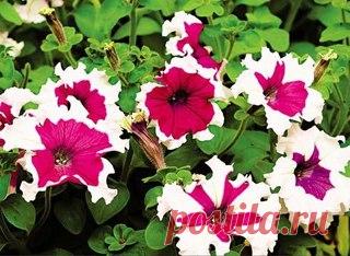 Школа ремонта. [ ДАЧА ]