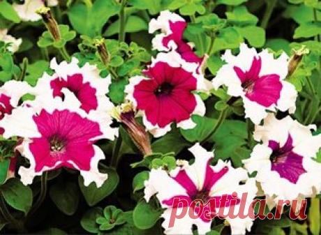 Школа ремонта. [ ДАЧА ]