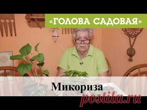 Голова садовая - Микориза