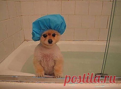 Милый, у тебя в ванной висят два полотенца с пометкой &quot;М&quot;и&quot;Ж&quot;. Я вытиралась с пометкой &quot;Ж&quot;, ведь&quot;М&quot;-это для мужчин? — Нет,&quot;М&quot;-это для морды.