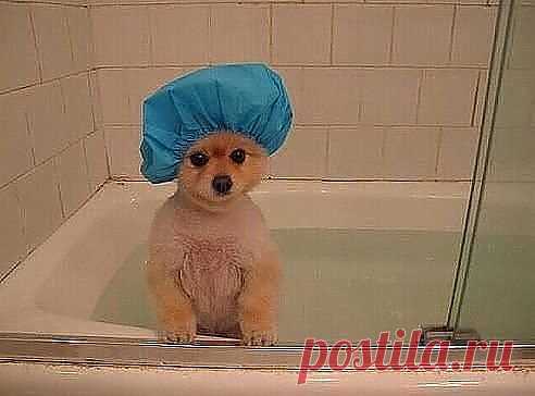 Милый, у тебя в ванной висят два полотенца с пометкой "М"и"Ж". Я вытиралась с пометкой "Ж", ведь"М"-это для мужчин? — Нет,"М"-это для морды.