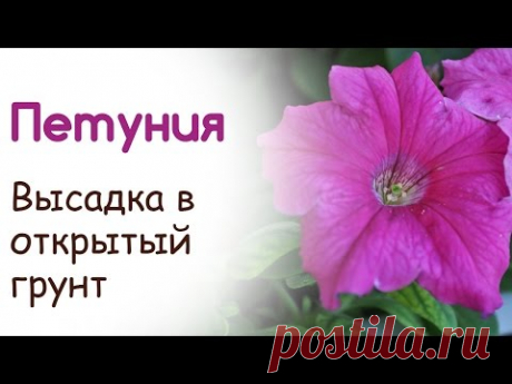 Высадка петуний в открытый грунт. Создание клумбы из петуний
