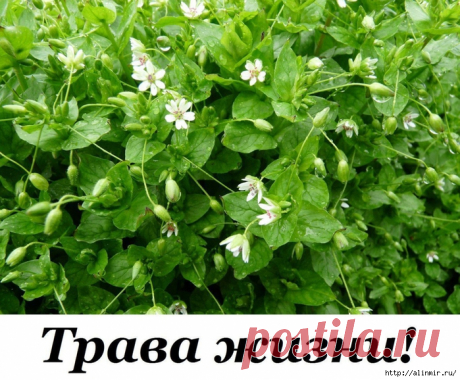 Трава ЖИЗНИ! Омолаживает, улучшает кровь, память и зрение